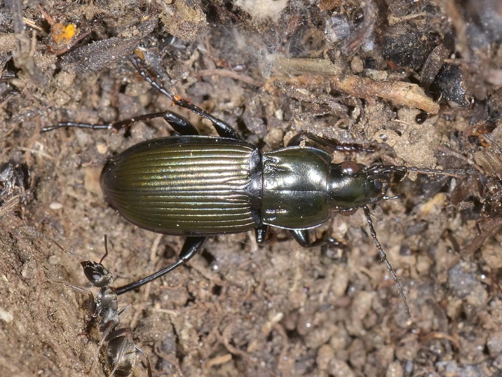 Carabidae da id. - Poecilus lepidus gressorius